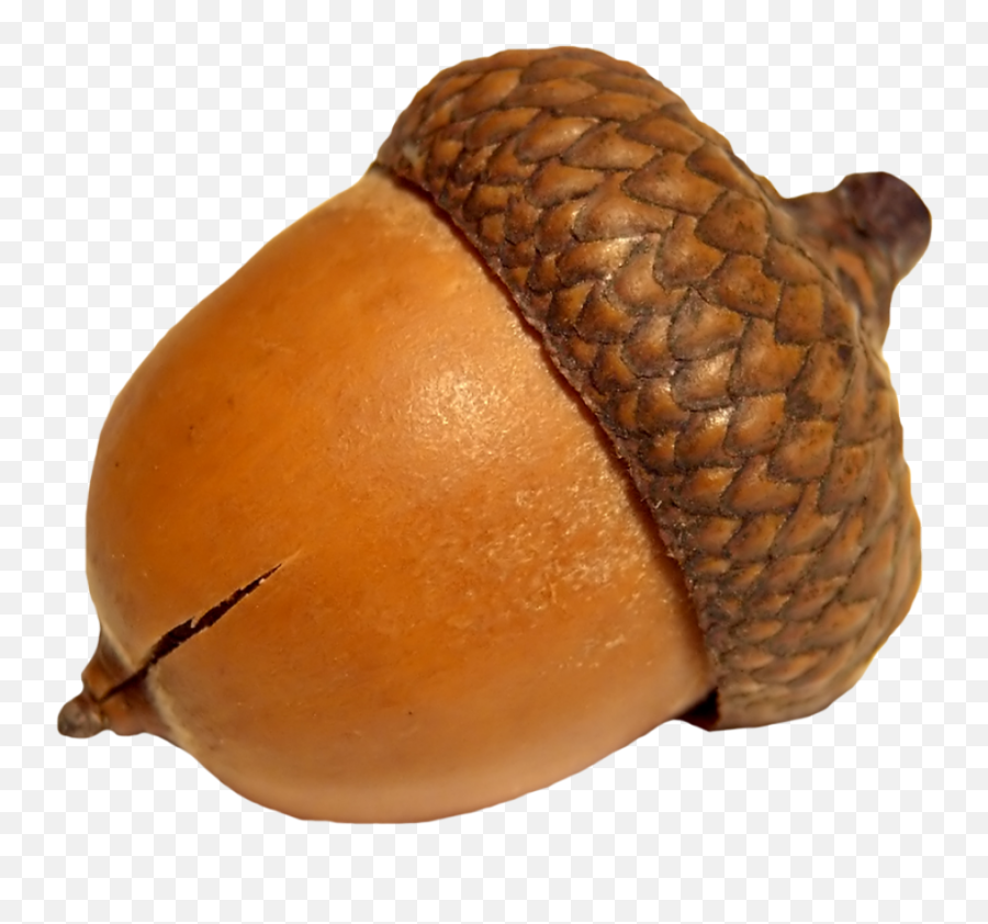 Acorn Png Image - Acorn Png Transparent,Acorn Transparent Background