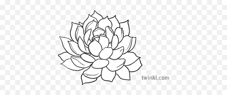 Succulent Black And White Illustration - Twinkl Line Art Png,Succulent Png