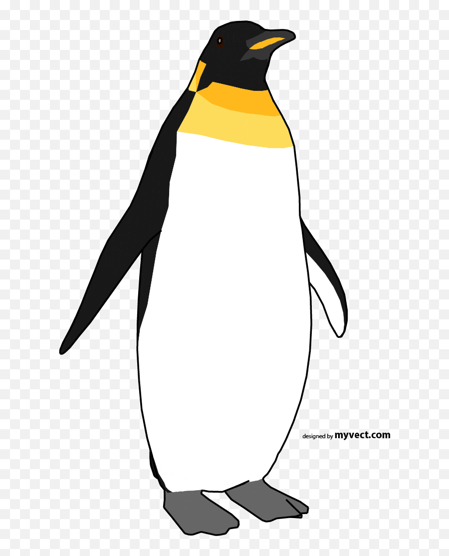 Myvect Penguin Vector - King Penguin Vector Png,Penguin Png