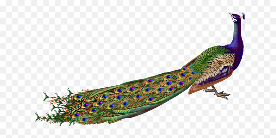 Download Peacock Png - Peacock Hd Images Png,Peacock Png