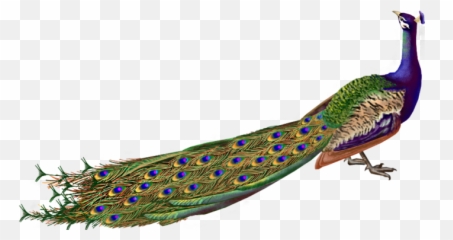 Download Peacock Png - Peacock Hd Images Png,Peacock Png
