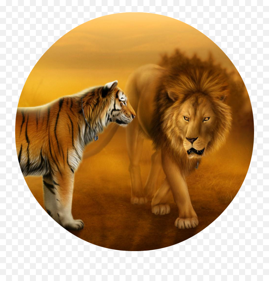 Tigers And Lions Dekstop Wallpaper Hd - Lion Tiger Images Download Png,Tiger Face Png