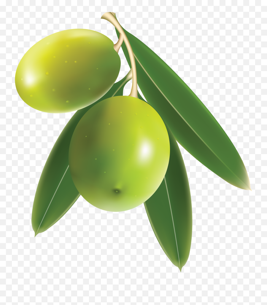 Olives Hd Png Transparent Hdpng Images Pluspng - Olive Png,Fruit Tree Png