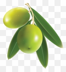 Olives Hd Png Transparent Hdpng Images Pluspng - Olive Png,Fruit Tree Png