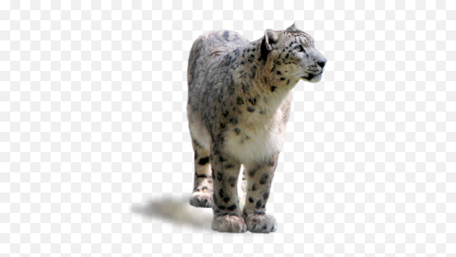 Download Free Png About Snow Leopard - Transparent Snow Leopard Png,Snow Leopard Png