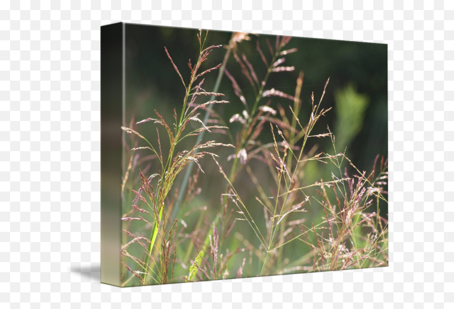 Prairie Grasses By Janet Landrum - Grass Png,Prairie Grass Png