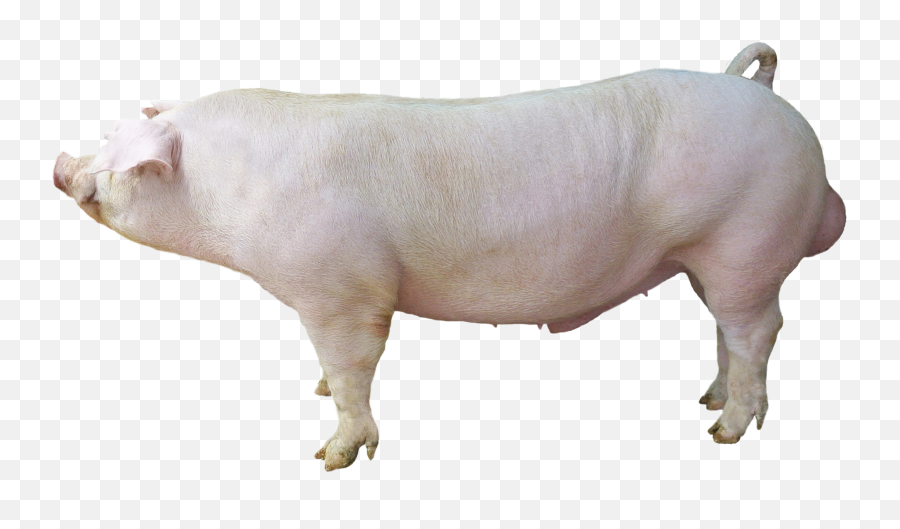 Download Waldo White Duroc Wwd - 155 Large White Duroc Pig White Duroc Pig Png,Pig Transparent Background