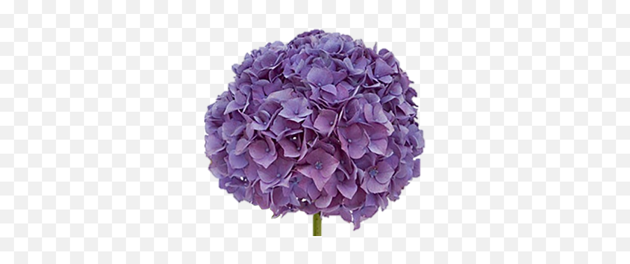 Collectionvintage U2014 Sofia Flowers - Madonna Hates This Flower Png,Hydrangea Png