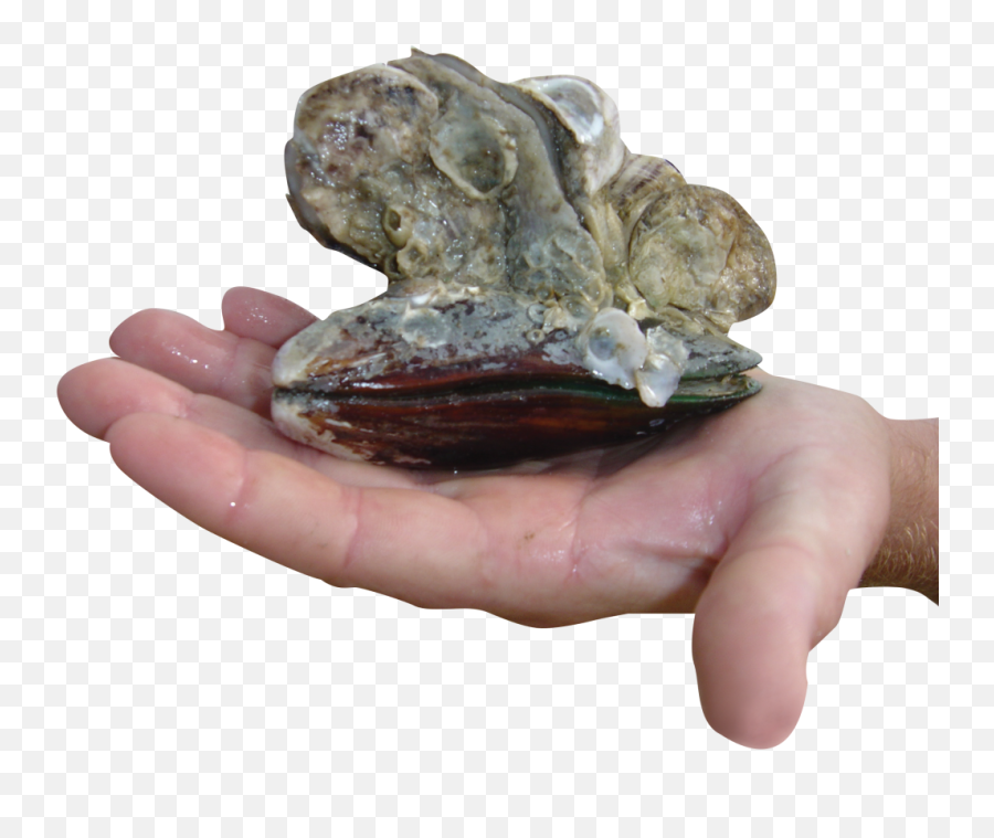 Oyster Reef Balls U2013 Tampa Bay Watch - Mussel Png,Oysters Png