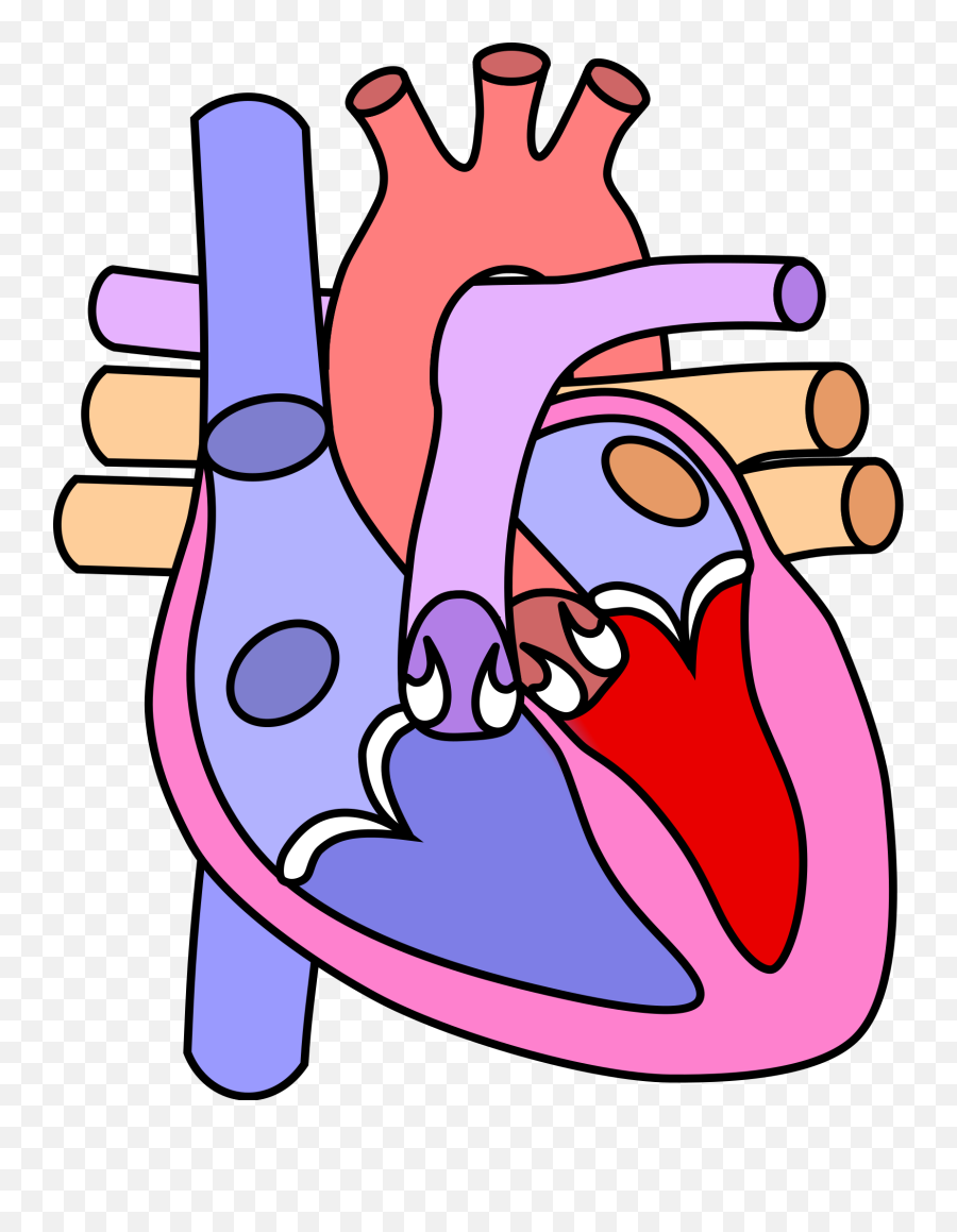 The Human Heart Circulatory System And Blood Cells Diagram - Heart Diagram Without Labelling Png,Human Heart Png