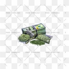 No Drugs Bv Png Image With Transparent - Drugs Png,Hedge Png