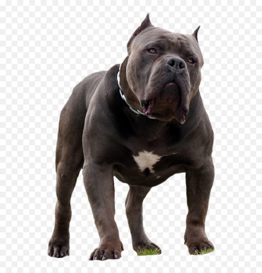 Casino American Bully - Sunlines King Casino Png,Bully Png
