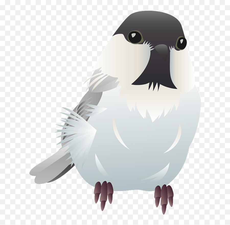 Willow Tit Bird Clipart - Falconiformes Png,Bird Clipart Png