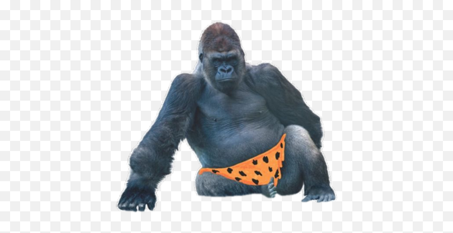 Monkey Orange Pants - Gorilla Png Transparent,Ape Png