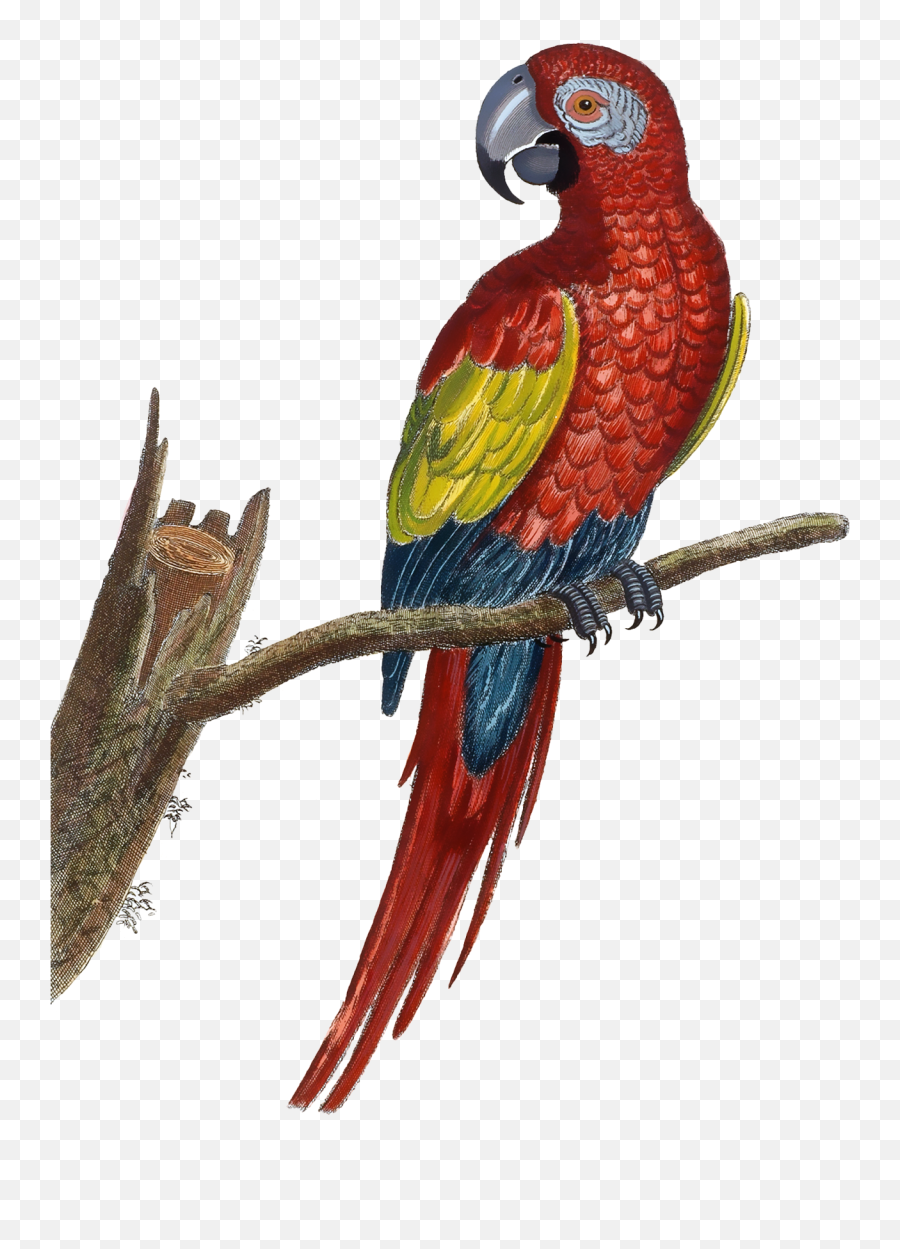 Scarlet Macaw Drawing Free Stock Photo - Guacamaya Dibujo Png,Macaw Png