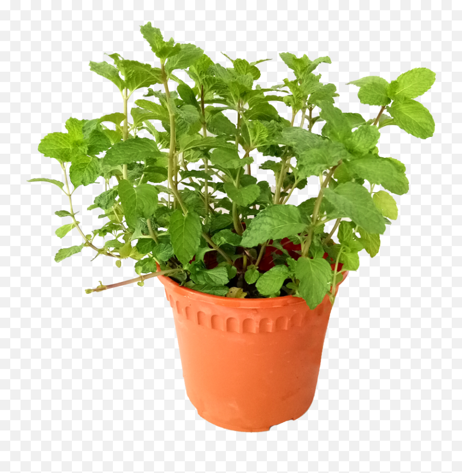 Download Hd Are Mint Leaves Edible - Potted Mint Png,Mint Leaves Png