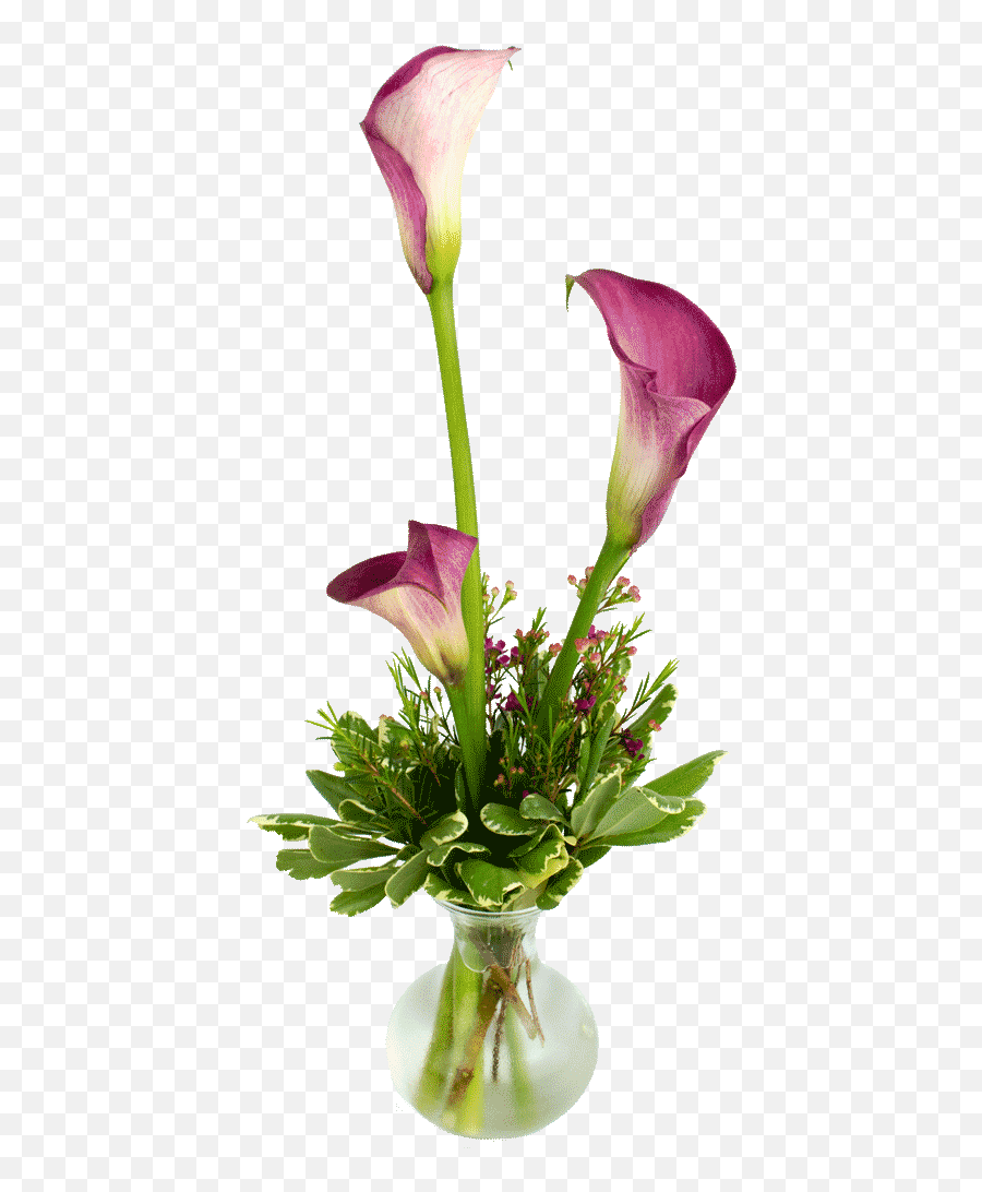 Bistro Calla Lilies Png Lily