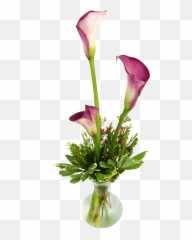 Bistro Calla Lilies Png Lily