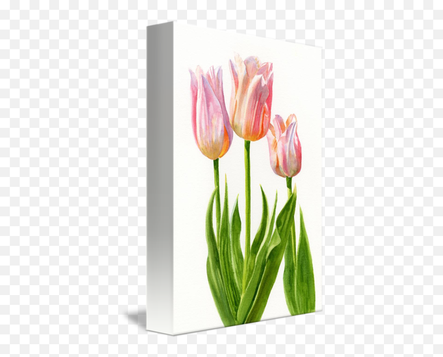 Peach Colored Tulips White Background By Sharon Freeman - Tulips In Poster Painting Png,Tulips Transparent Background