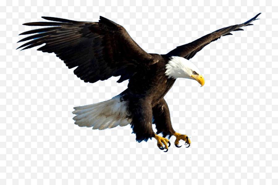 Download Aguila - Bald Eagle Transparent Png,Aguila Png