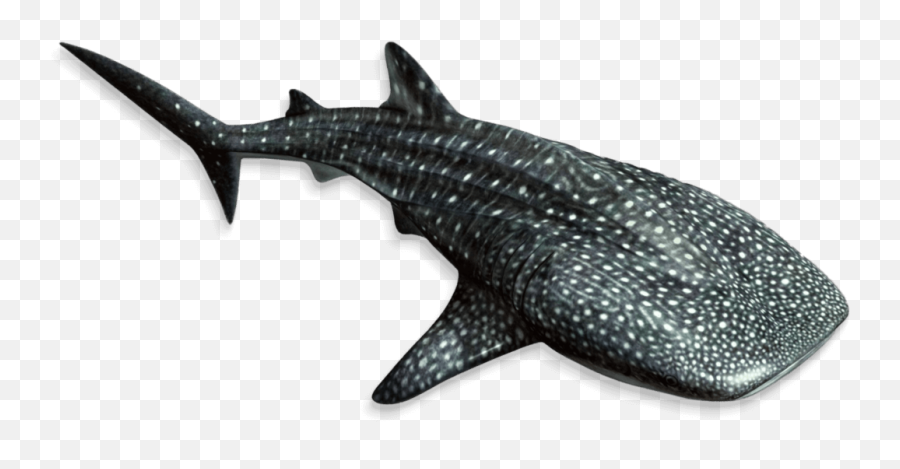 Georgia Aquarium Whale Shark - Whale Shark Png,Whale Shark Png