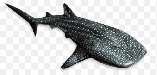 Free Transparent Shark Png Images Page 2 Pngaaa Com - whale shark roblox