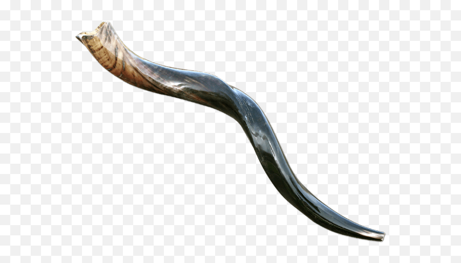 Download Medium Yemenite Shofar - Shofar Transparent Background Png,Shofar Png