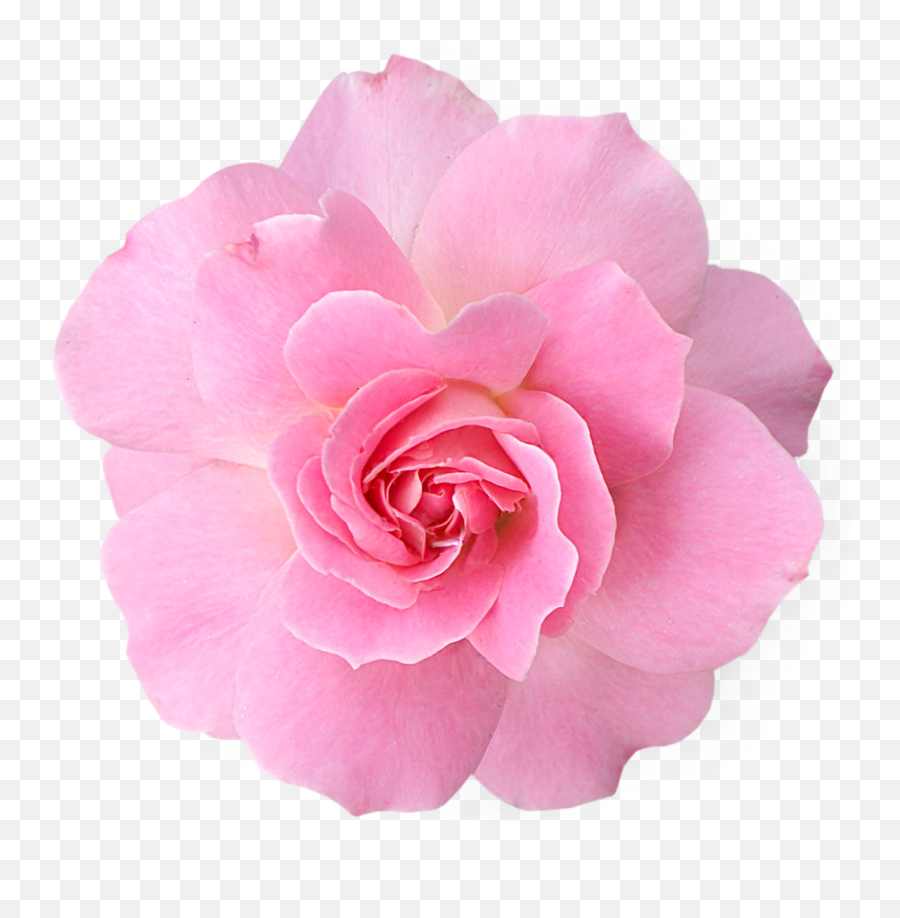 Pink Flowers Png Pic Arts - Transparent Real Flowers Png,Flowers Png