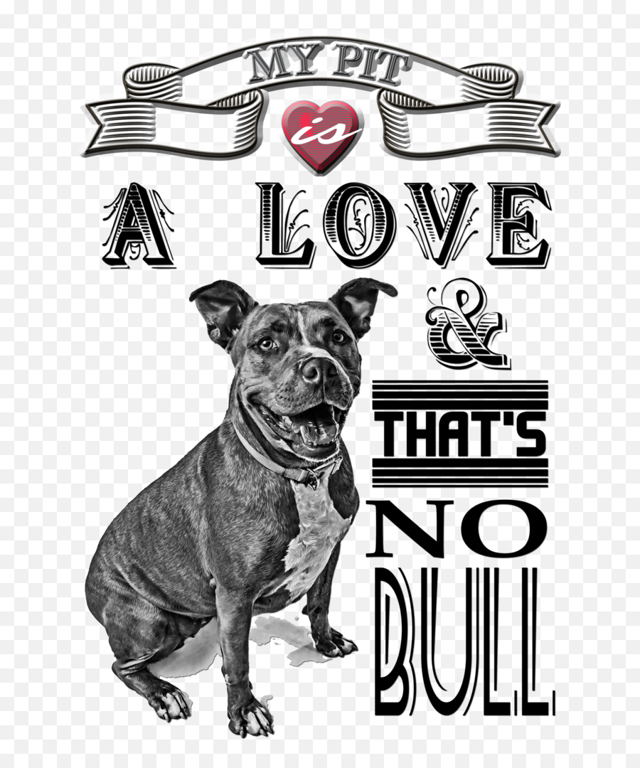 Pitbull Dog Png - The Story Behind The My Pit Is A Love Vulnerable Native Breeds,Pit Bull Png