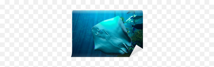 Stingray Wall Mural U2022 Pixers - We Live To Change Freshwater Whipray Png,Stingray Png