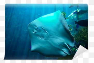 Stingray Wall Mural U2022 Pixers - We Live To Change Freshwater Whipray Png,Stingray Png