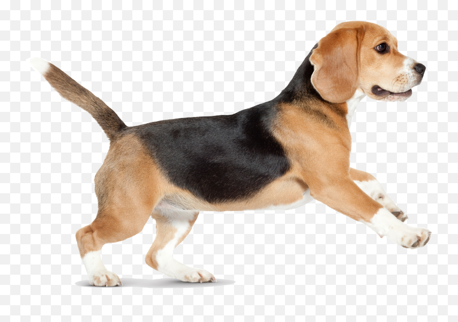 Beagle Siberian Husky Puppy Pet Sitting - Dog Running Transparent Background Png,Pet Png