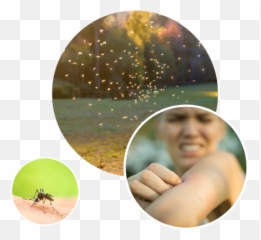 Mosquito Control In Peachtree City Ga Authority - Photomontage png