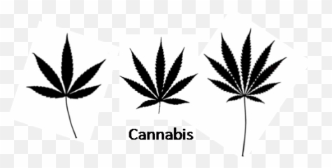 5 Point Marijuana Leaf - png