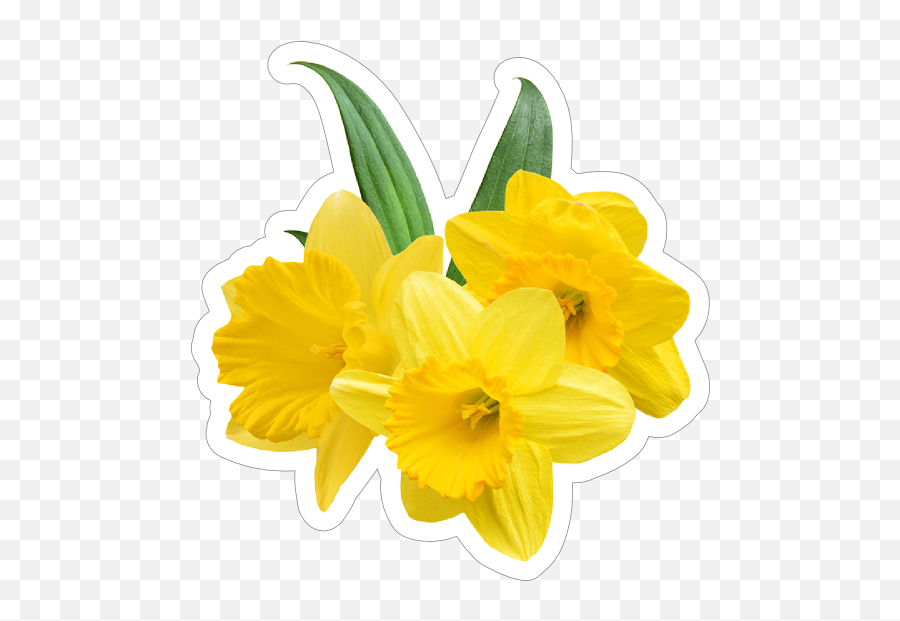 Pretty Daffodil Flower Sticker - Daffodil Stickers Png,Daffodil Icon