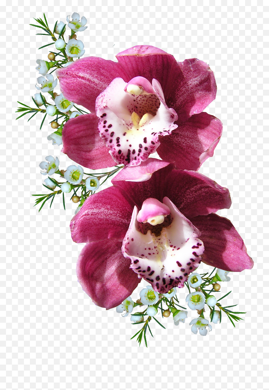 Download Orchid Flower Png Image For Free Flowers Transparent