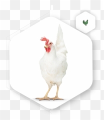 Poultry Natural Biologics - Comb png