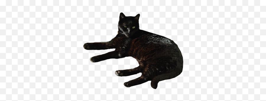 Black Cat Transparent Background By Png With