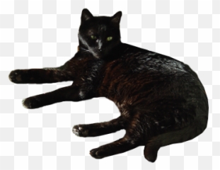 Black Cat Transparent Background By Png