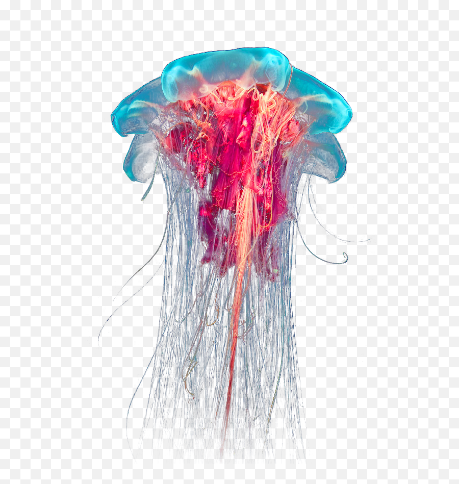 Semi Transparent Jellyfish - Real Jelly Fish Png,Transparent Jellyfish