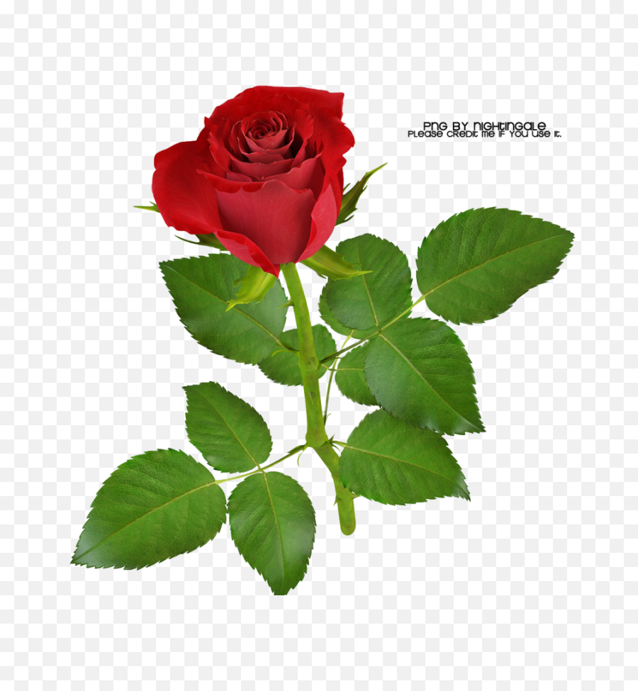 01 Rose Png Made By Nightingale Taxitoheaven - Rosa Fresh Rose Png,White Rose Png