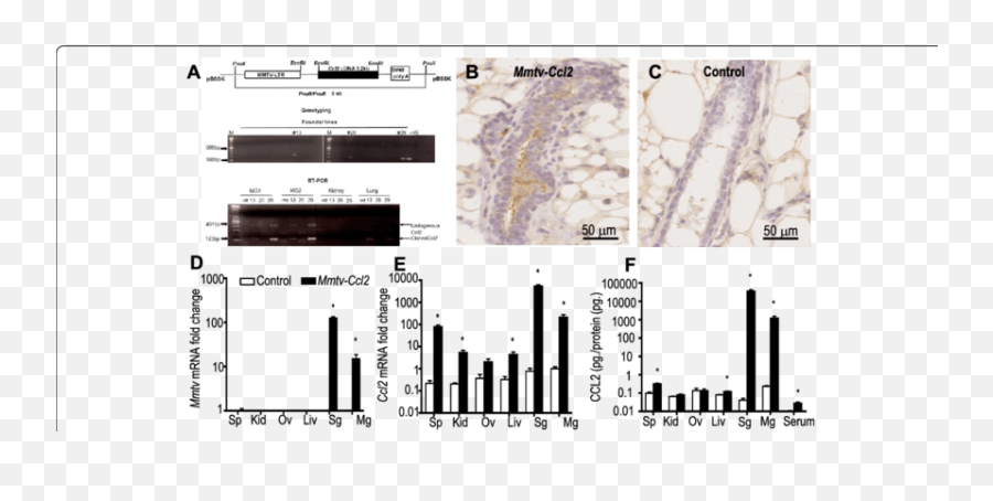 Generation Of Mouse Mammary Tumour Virus 206 Transgenic Mice - Ccl2 Expression In Cancer Png,Liv Morgan Png