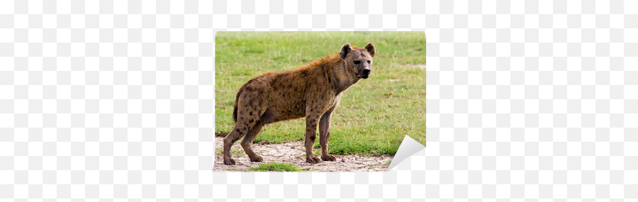 Spotted Hyena Wall Mural U2022 Pixers - We Live To Change Spotted Hyena Png,Hyena Png