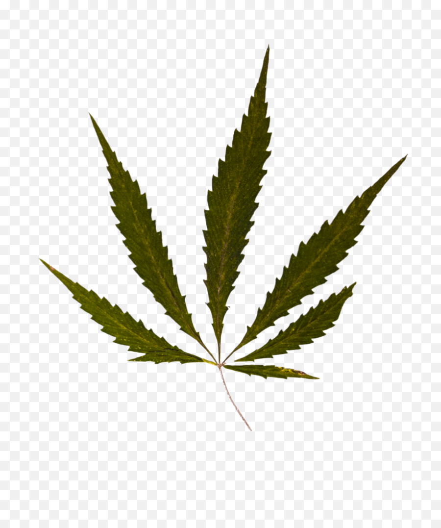 Weed Leaf Drawing Without Background - Pot Leaf Png,Weed Transparent Background