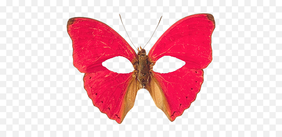 Download Hd Red Butterflies Transparent Background - Most Beautiful Butterfly Png,Butterflies Transparent Background