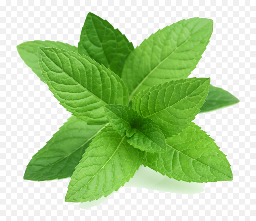 Hd Png Transparent Mint - Peppermint Leaf,Mint Leaf Png