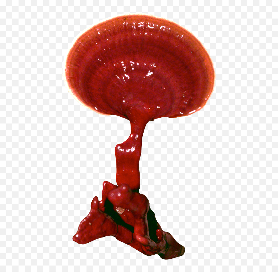 Reishi Plug Spawn - Approximately 1000 Plugs Illustration Png,Spawn Png