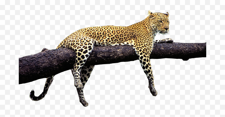 Wild Animals Png Transparent Animalspng Images Pluspng - Wild Animals In Png,Tiger Png