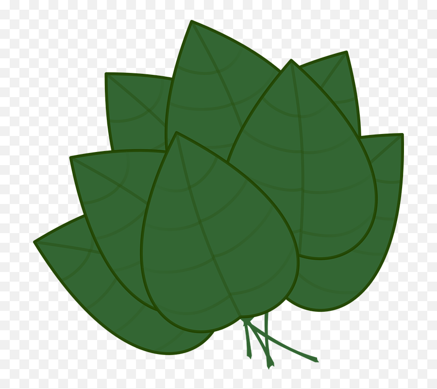 Leaves Bunch Green - Parts Of A Plant Leaf Png,Basil Png