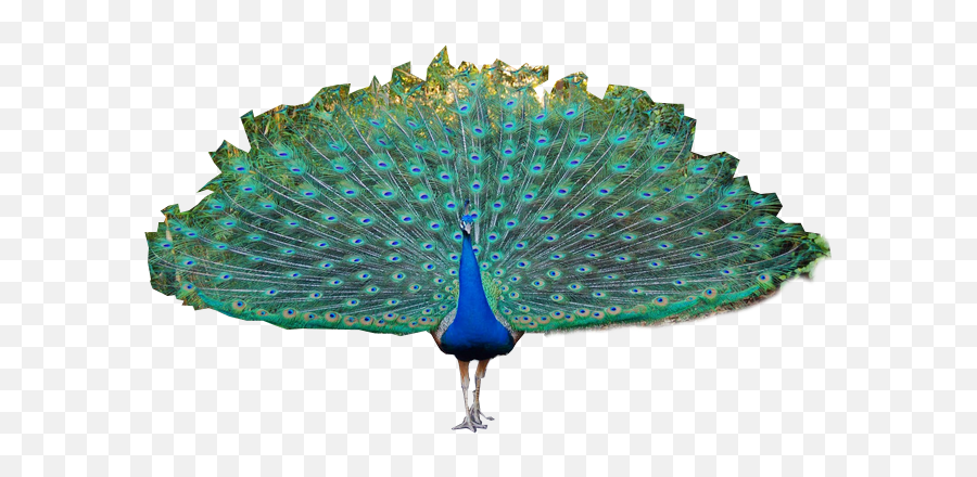 Peacock Png Images Free Download - Peacock Tail Png,Peacock Png